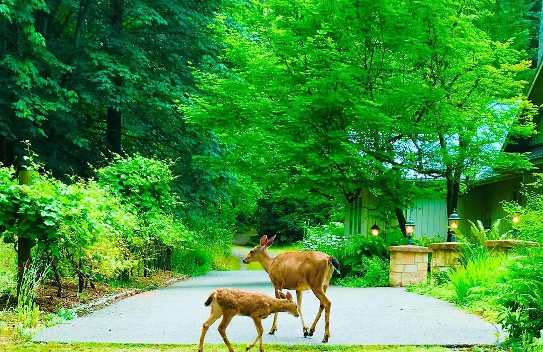 Auberge De Seattle, Estate-1